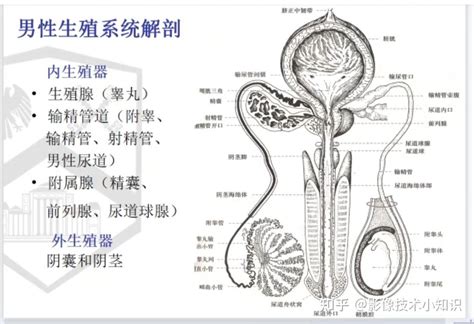 男生的生殖器|男性生殖功能